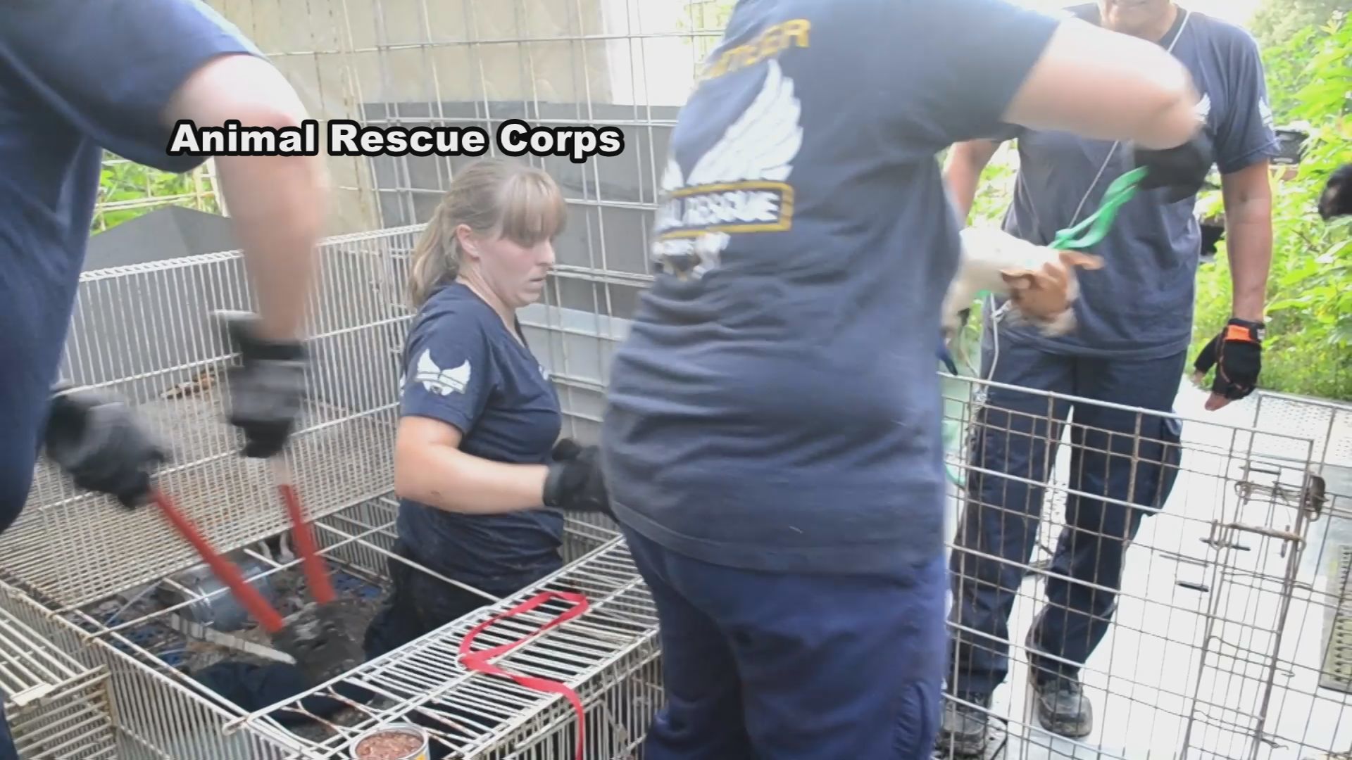RESCUED ANIMALS 5.jpg